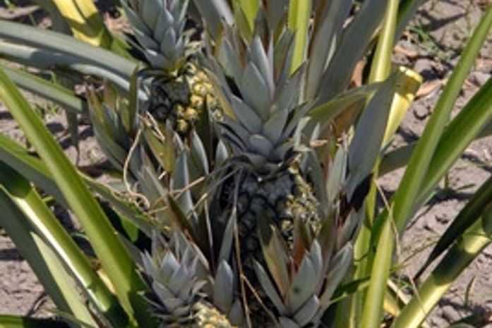 Pesquisa recomenda plantio do abacaxi para diversificação do cultivo