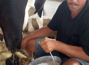 Expobatalha consolida pecuária de leite no Sertão