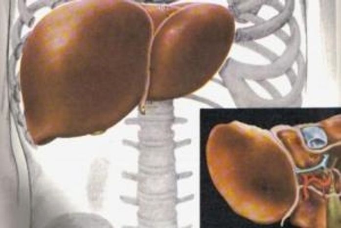 As Hepatites Virais são doenças causadas pelos vírus A, B, C ou D que provocam inflamação no fígado