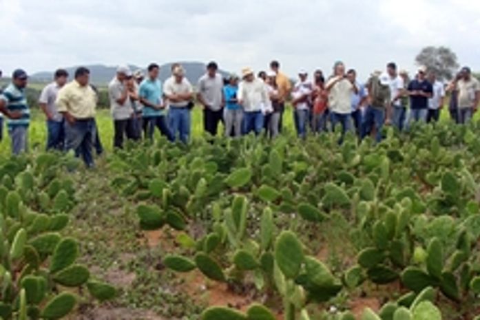 Pesquisadores dizem que grande parte da palma alagoana é resistente à pragas