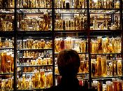 Museu de História Natural de Berlim comemora 200 anos de existência