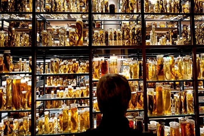 Museu de História Natural de Berlim comemora 200 anos de existência