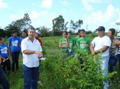 Pindorama incentiva cultivo de pimenta malagueta