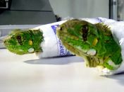 SP: Correios encontram iguanas que seriam enviadas por Sedex