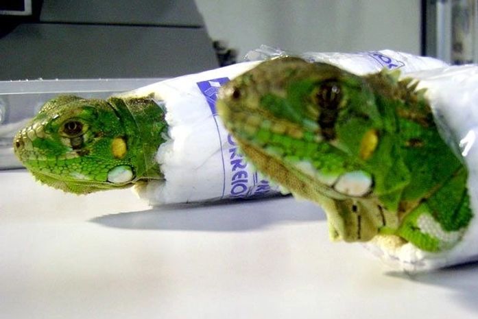 SP: Correios encontram iguanas que seriam enviadas por Sedex
