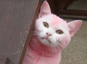 Jovem que tingiu gata de rosa vai receber animal de volta