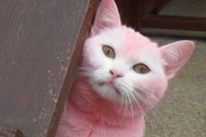 Jovem que tingiu gata de rosa vai receber animal de volta
