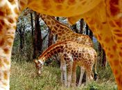 Divulgada foto de espécie de girafa ameaçada de extinção
