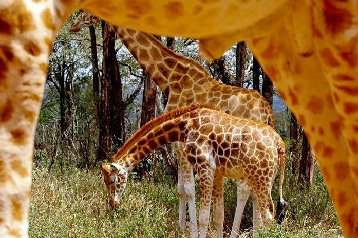 Divulgada foto de espécie de girafa ameaçada de extinção