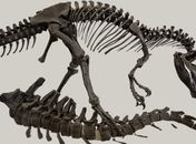 Estudo revela que dinossauros eram maiores que o estimado