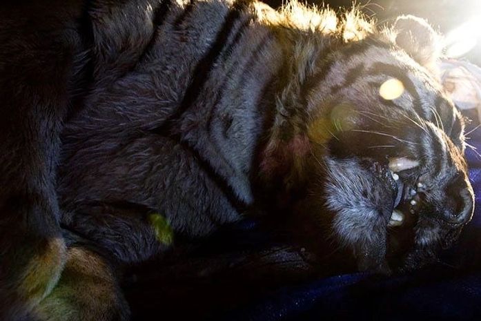 Tigre raríssimo é morto por moradores em reserva da Indonésia