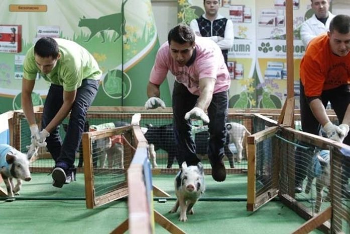Moscou promove corrida de porquinhos durante feira agropecuária