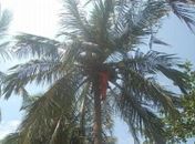 Slum intensifica poda de coqueiros na orla marítima