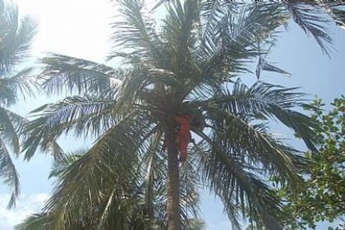 Slum intensifica poda de coqueiros na orla marítima