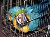Aves são preferidas por cores, canto e pelo valor
nos mercados interno e internacional

