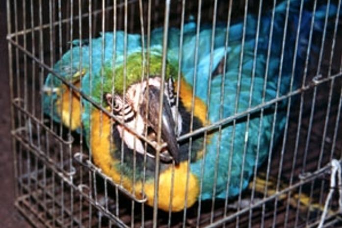 Aves são preferidas por cores, canto e pelo valor
nos mercados interno e internacional