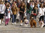 Primeira 'Cãominhada' acontece neste domingo na orla de Maceió