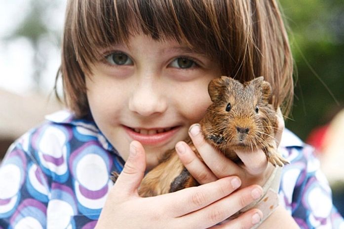 O ator adorou os porquinhos-da-índia