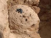 Após oito dias de busca, Marinha ainda tenta localizar minas aquáticas em Maragogi (AL)