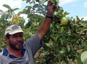 Extensionistas orientam agricultores do Agreste sobre aplicação de crédito