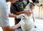 Alagoas suspende Campanha de Vacinação Antirrábica