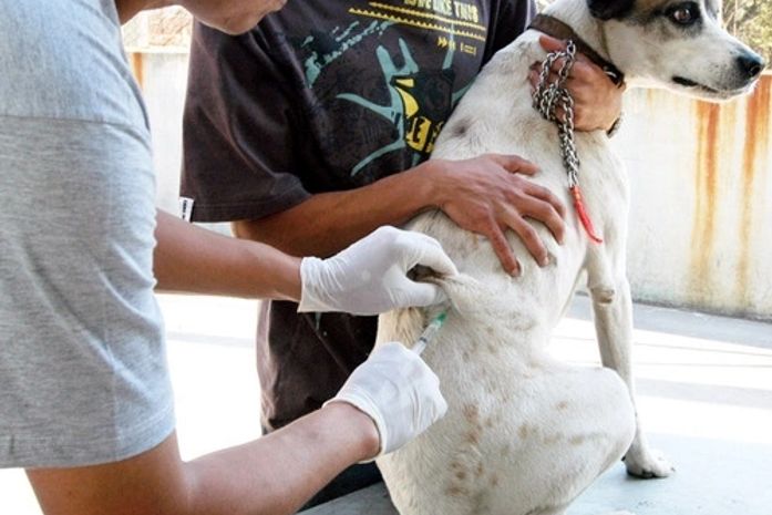 Alagoas suspende Campanha de Vacinação Antirrábica