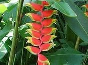 Agrônomos que atuam no setor de flores tropicais poderão participar do treinament