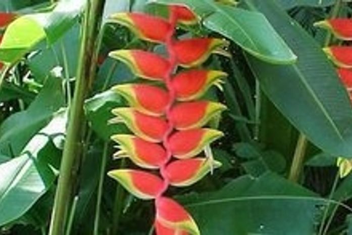 Agrônomos que atuam no setor de flores tropicais poderão participar do treinament