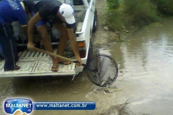 Barragens de São José da Tapera recebem peixes do DNOCS