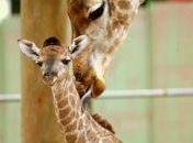 Girafa nasceu no início do mês