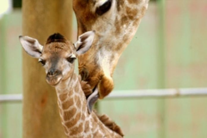 Girafa nasceu no início do mês