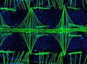 Imagem de coração de mosquito vence concurso Nikon Small World