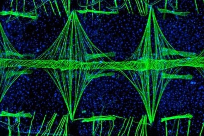 Imagem de coração de mosquito vence concurso Nikon Small World