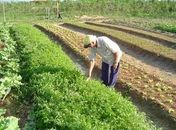 Vídeo:Globo Rural destaca Arapiraca em produção e cultivo de Hortaliças