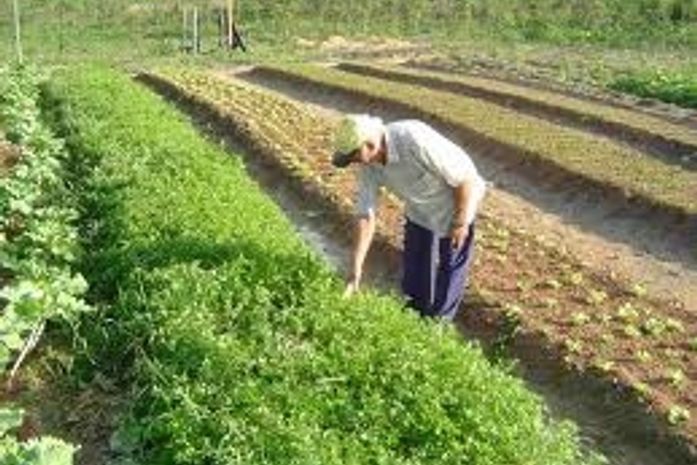 Vídeo:Globo Rural destaca Arapiraca em produção e cultivo de Hortaliças