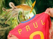 Aquário alemão anuncia morte de polvo Paul