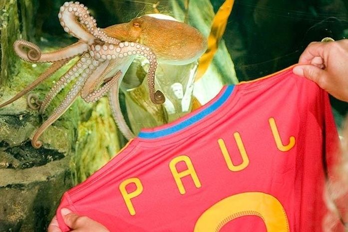 Aquário alemão anuncia morte de polvo Paul