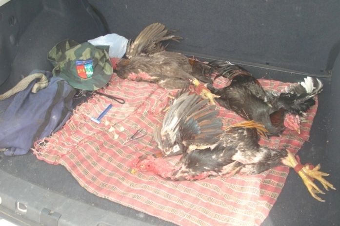 Galo era usados para as rinhas