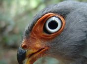 Amazônia tem uma nova espécie descoberta a cada 3 dias