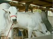 Vídeo:Globo Rural destaca Alagoas com novidades na Expoagro