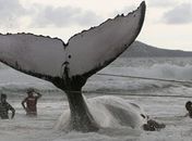 o final de outubro uma baleia jubarte ficou
encalhada em praia de Búzios 