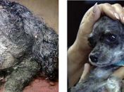Cão abandonado tinha baratas vivas e mortas no pelo nos EUA