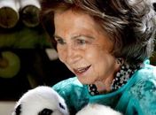 Até rainha comemora nascimento de pandas na Espanha