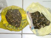 Munições apreendidas na casa de Paulo Eugênio 