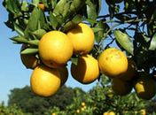 Governo investe na produção de laranja na Zona da Mata
