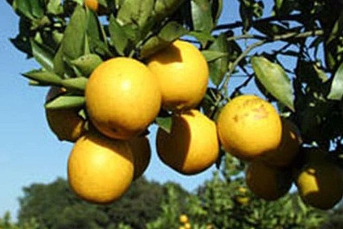 Governo investe na produção de laranja na Zona da Mata