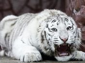 Tigre que nasceu após "intercâmbio" ganha nova casa