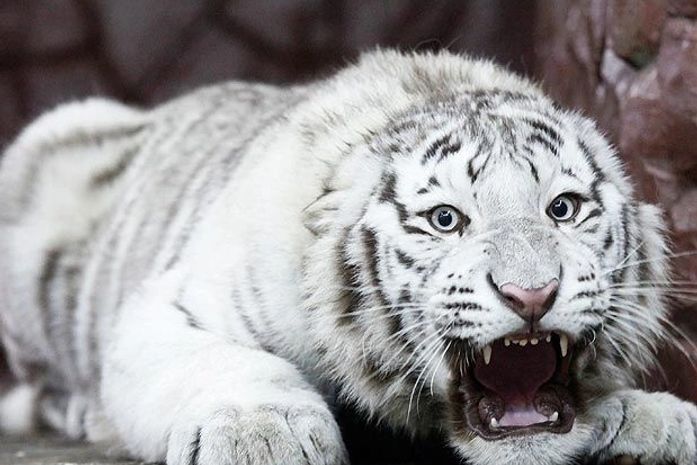 Tigre que nasceu após "intercâmbio" ganha nova casa