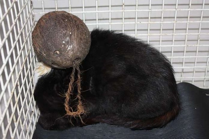 Gato é encontrado com a cabeça entalada em coco