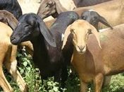 Programa Alagoas Mais Ovinos entrega animais em Mata Grande na terça